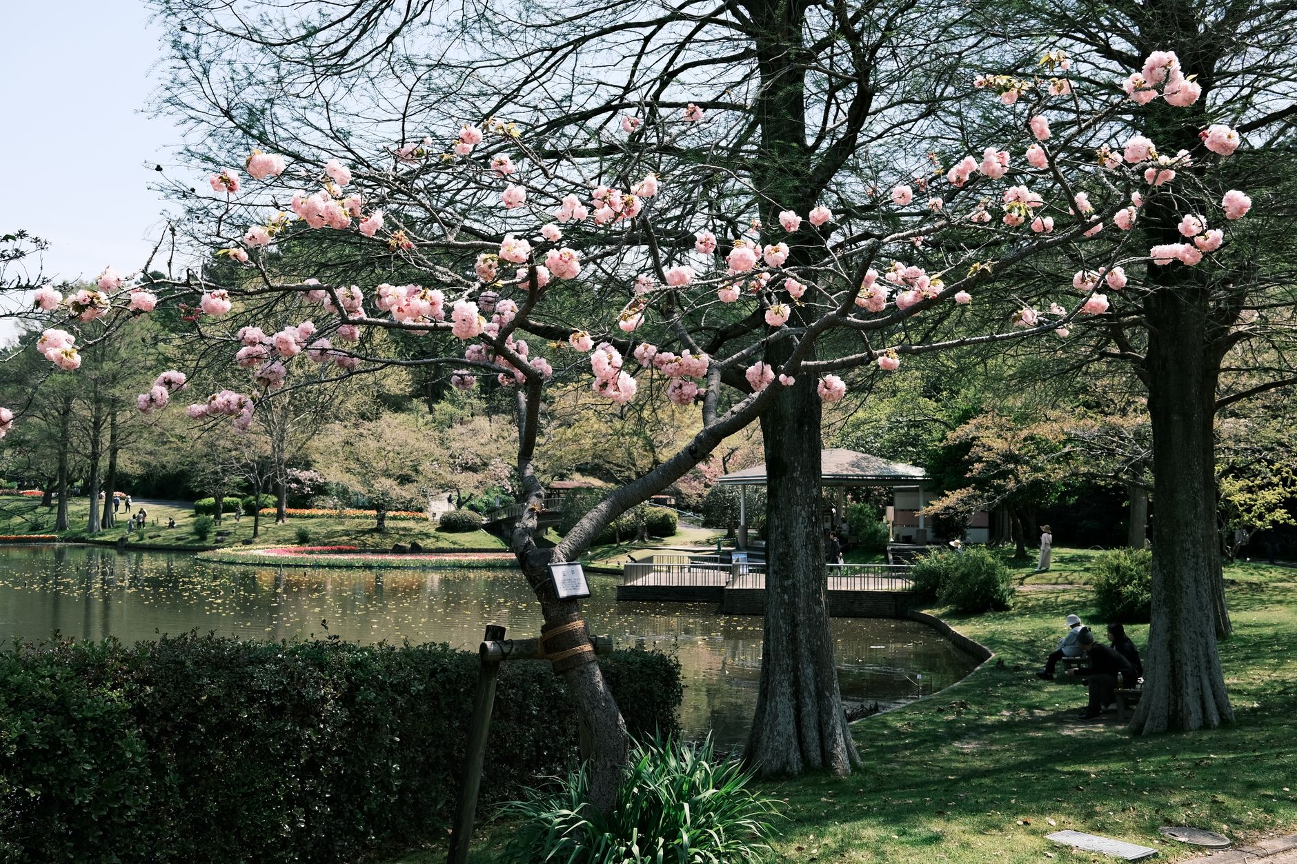 A flowering cherry tree beside a calm pond with a pavilion in a spring park