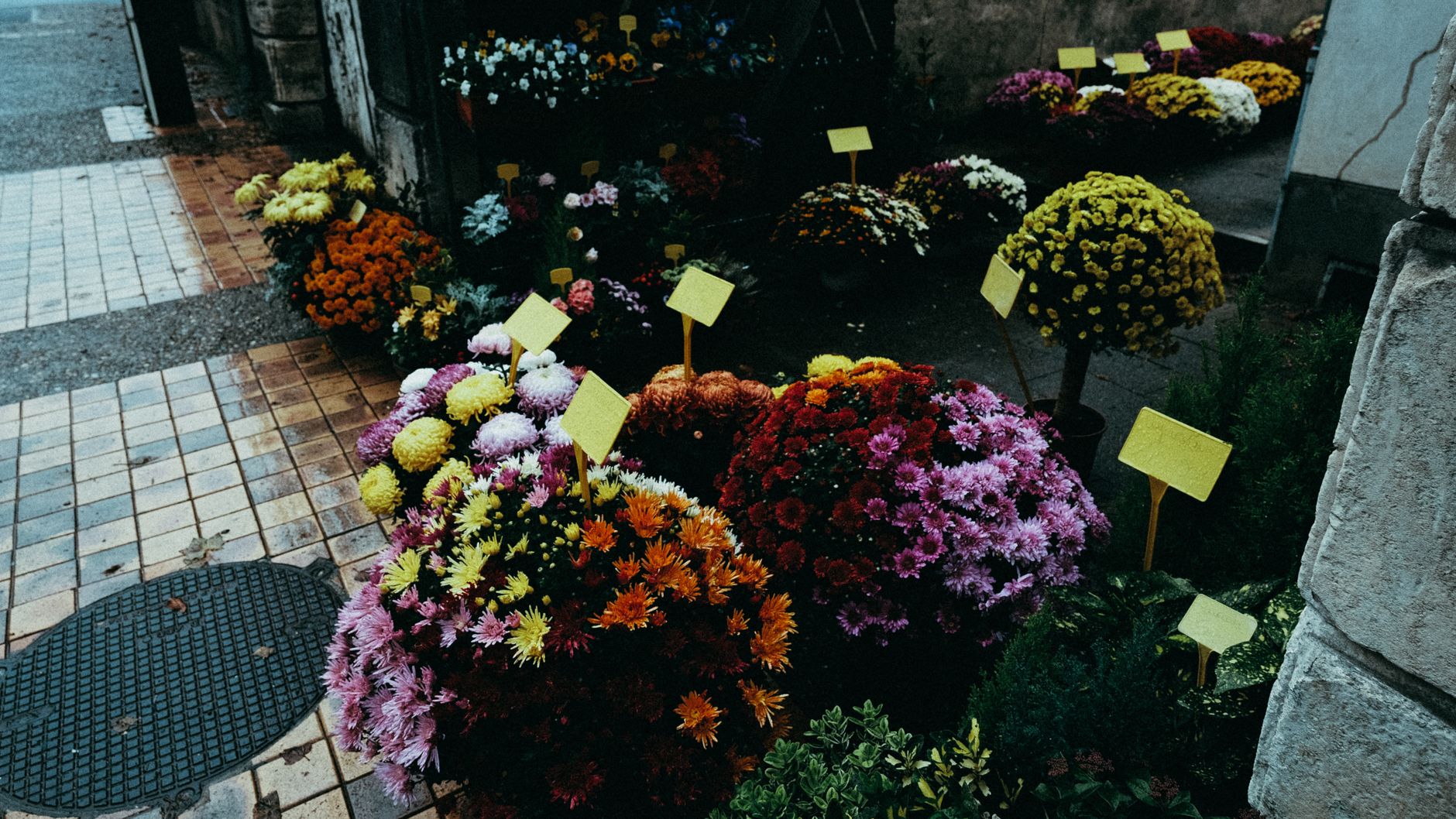 Buckets of pink, orange, yellow, and purple chrysanthemums displayed on a sidewalk outside a shop