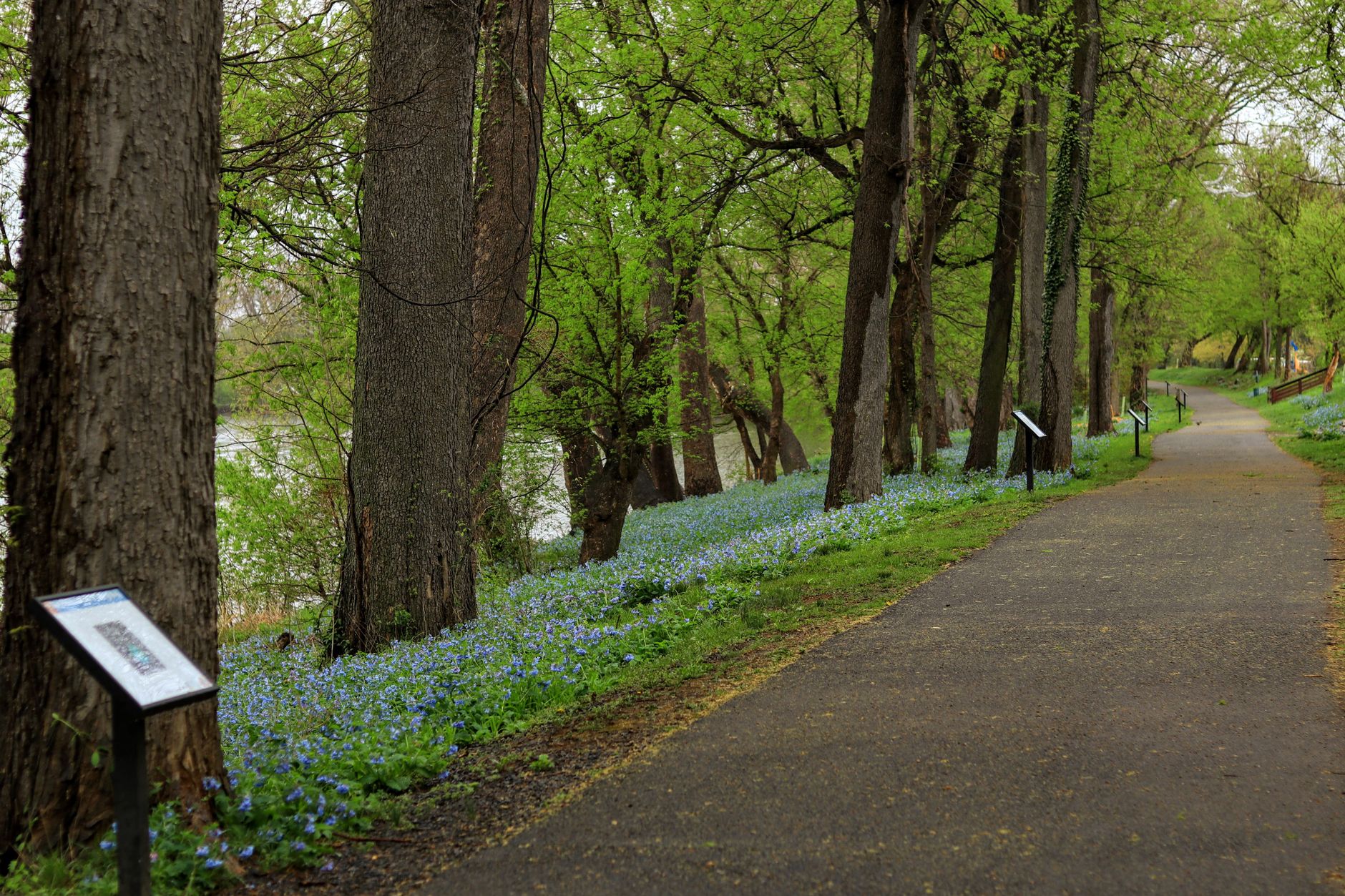 A paved riverside trail lined with tall trees and carpets of blue bluebells in spring