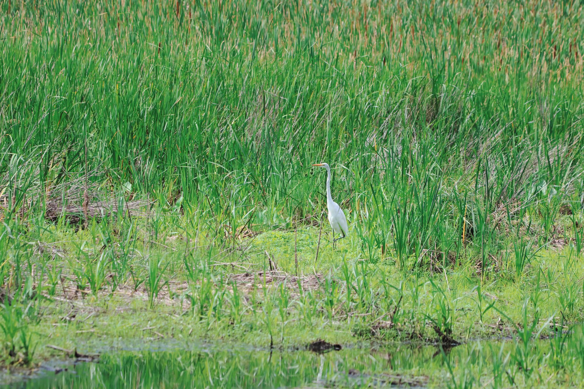 A great egret standing in tall green marsh grass