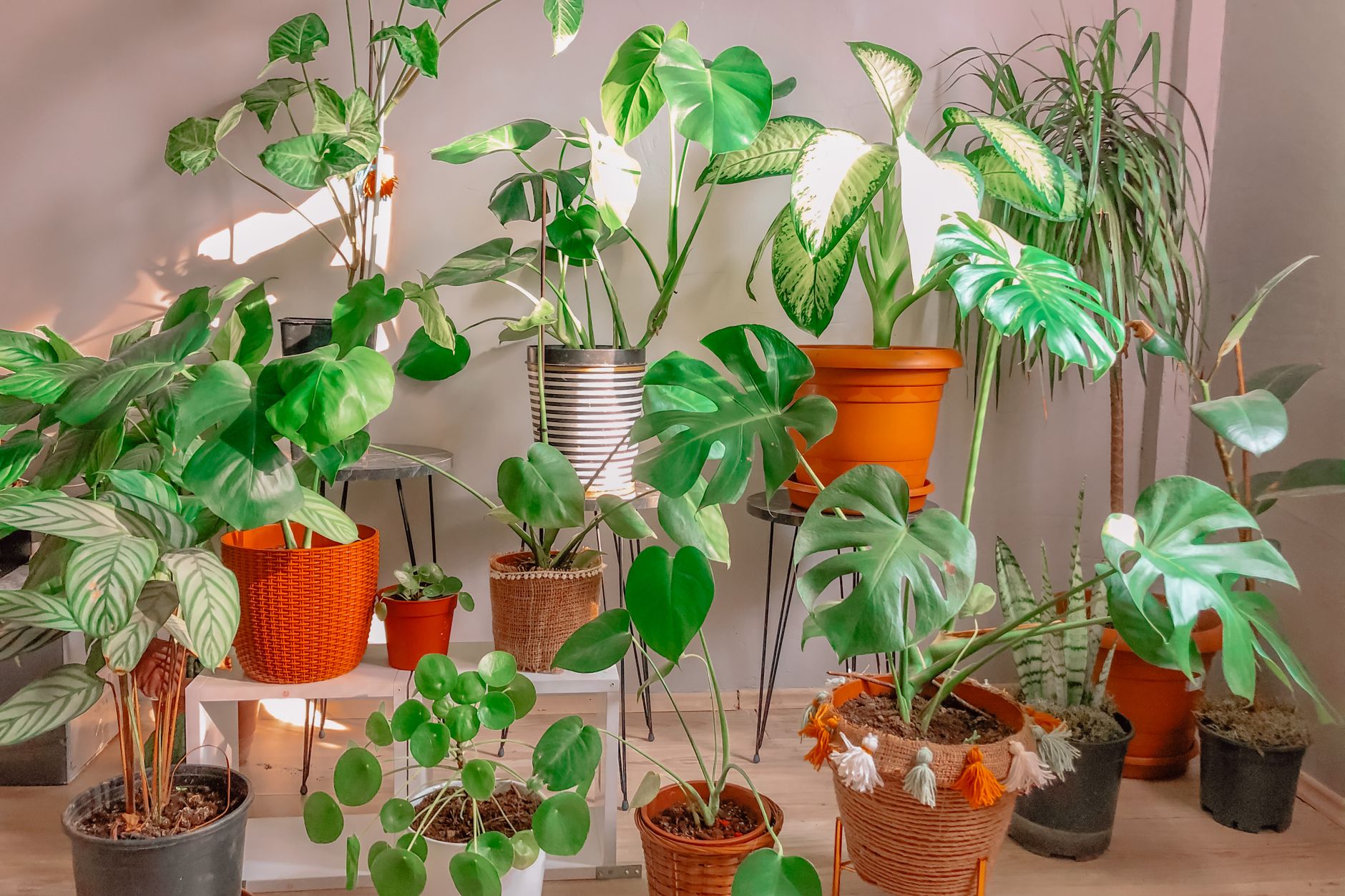 A sunlit room filled with potted houseplants including monsteras and pothos