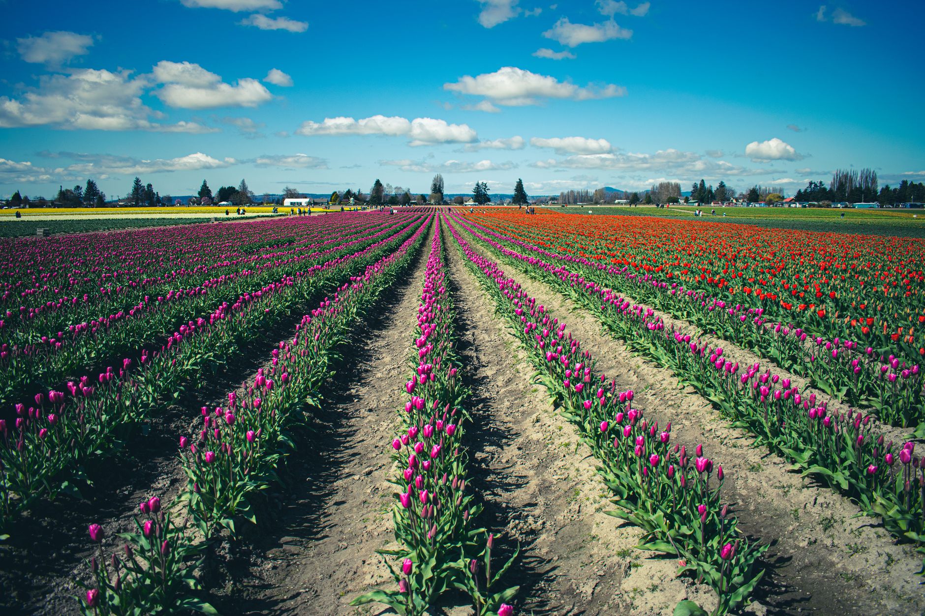 Rows of pink, purple, and orange tulips in a farm field under a blue sky with clouds