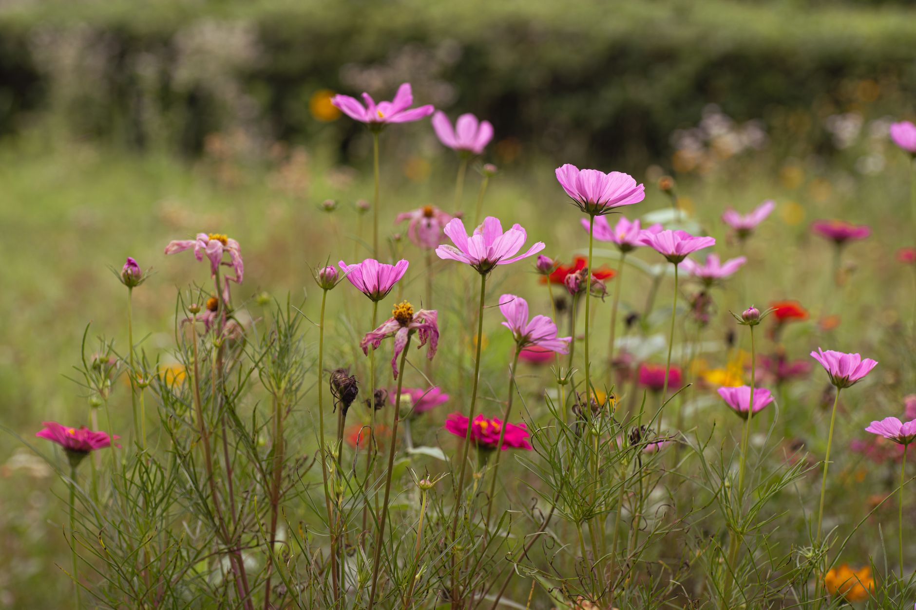 Pink and magenta cosmos wildflowers blooming in a soft-focus meadow