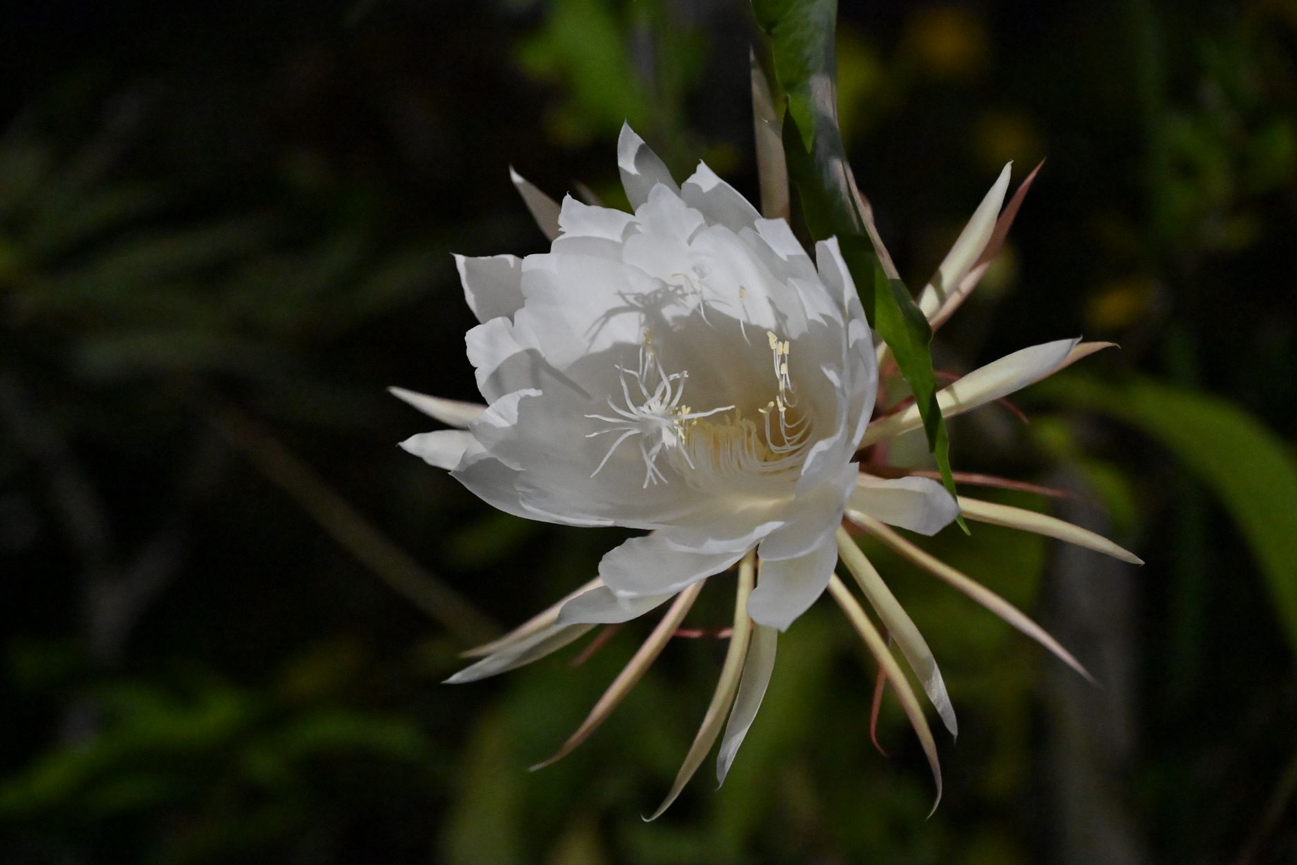 A white night-blooming cereus flower with long petals against a dark background