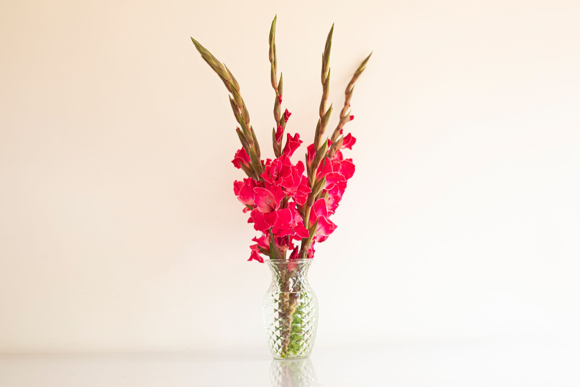 Red gladiolus stems in a clear glass vase against a pale background