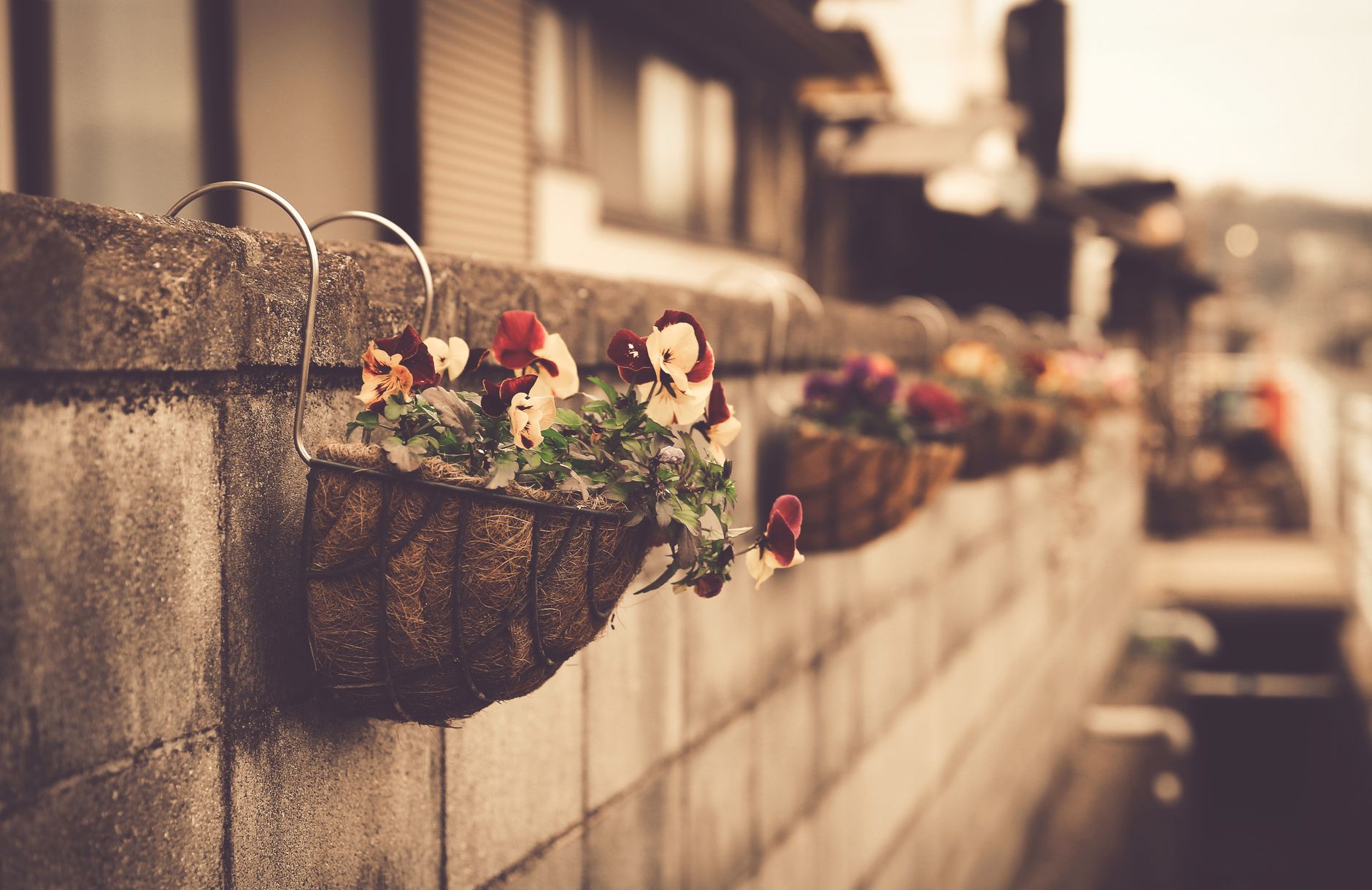Hanging baskets of pansies on a stone wall in a warm sepia light