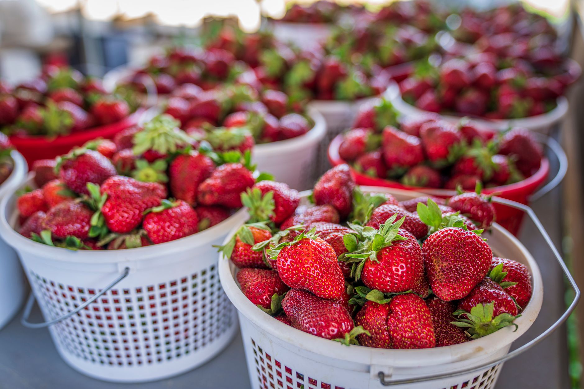 White baskets heaped with fresh strawberries at an outdoor market