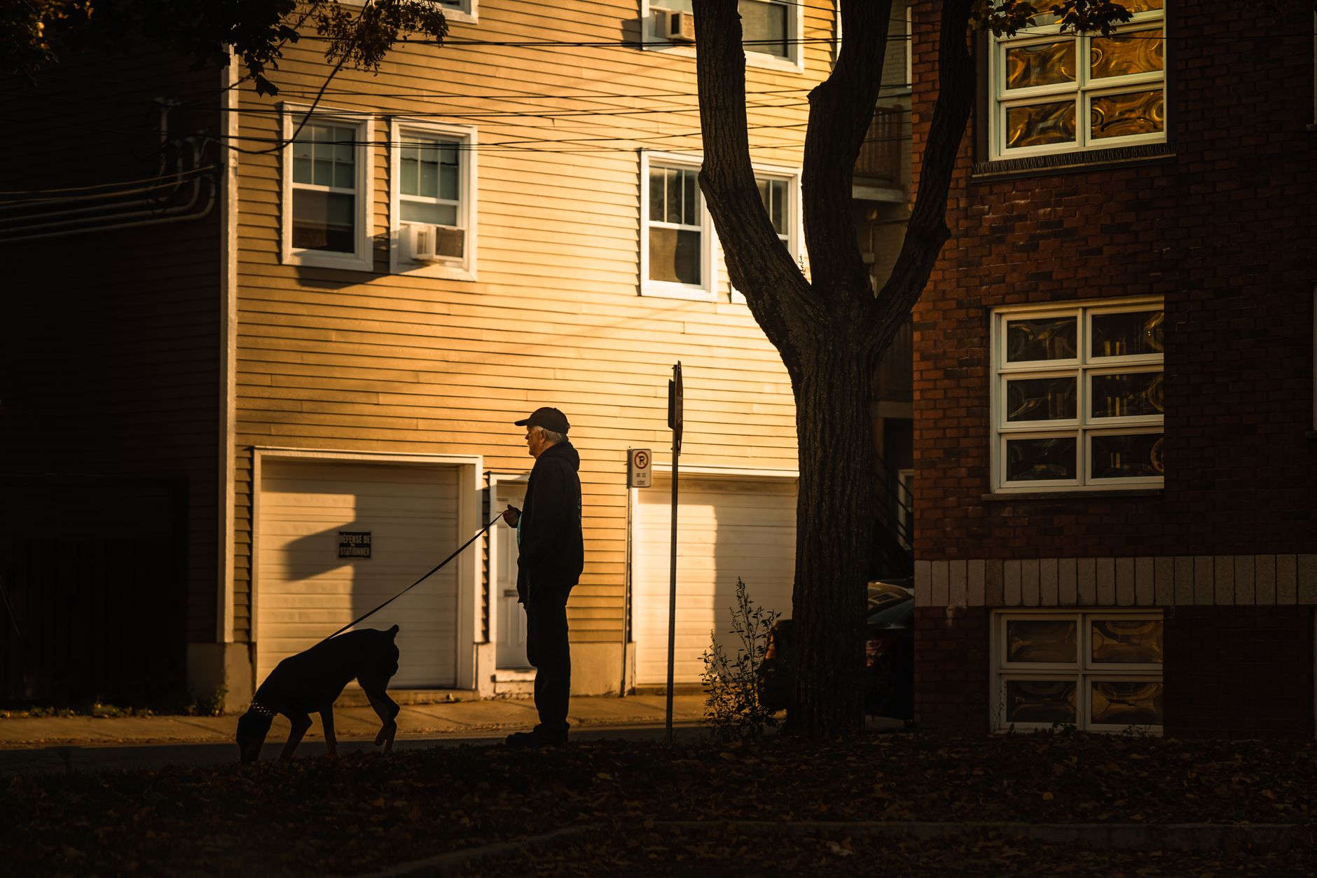 A man walking his dog on a quiet residential street at sunset with long shadows