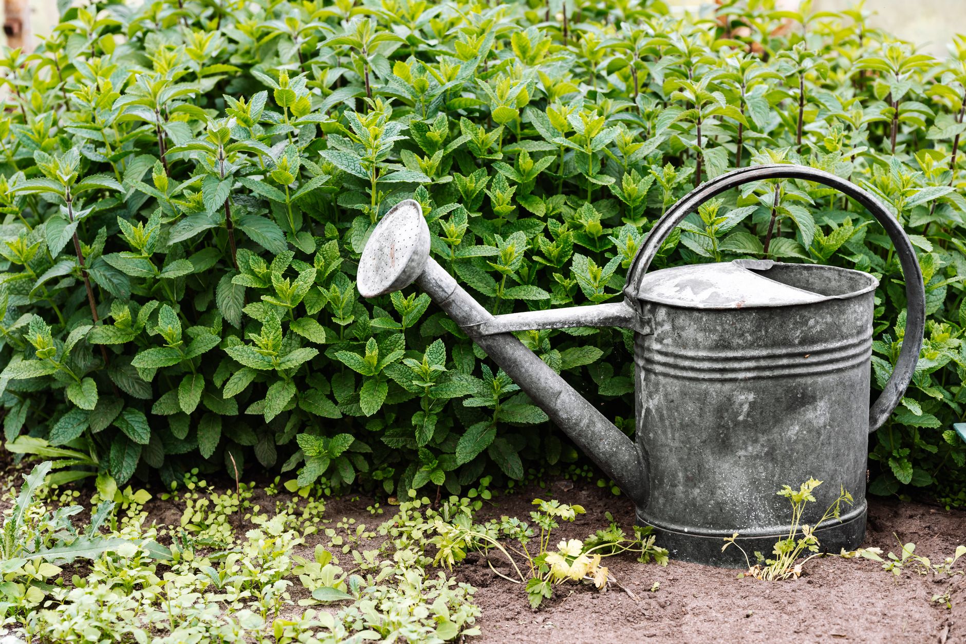 A galvanized metal watering can resting beside a thick patch of green mint plants