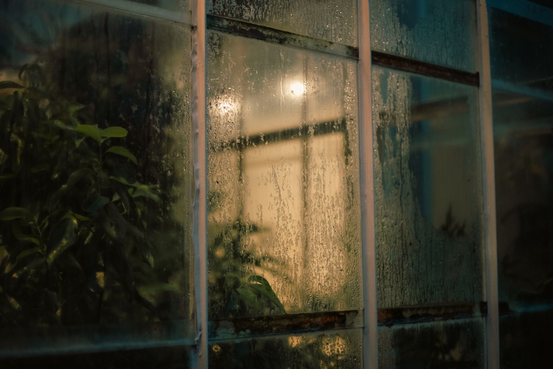A greenhouse window beaded with condensation and glowing with warm light at night