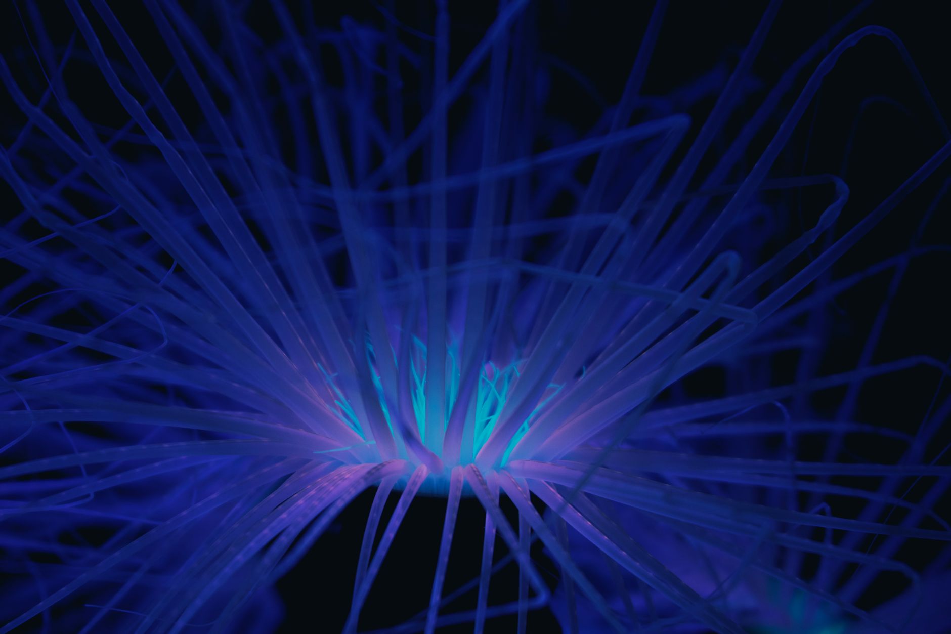 A glowing blue sea anemone with long thin tentacles in the dark