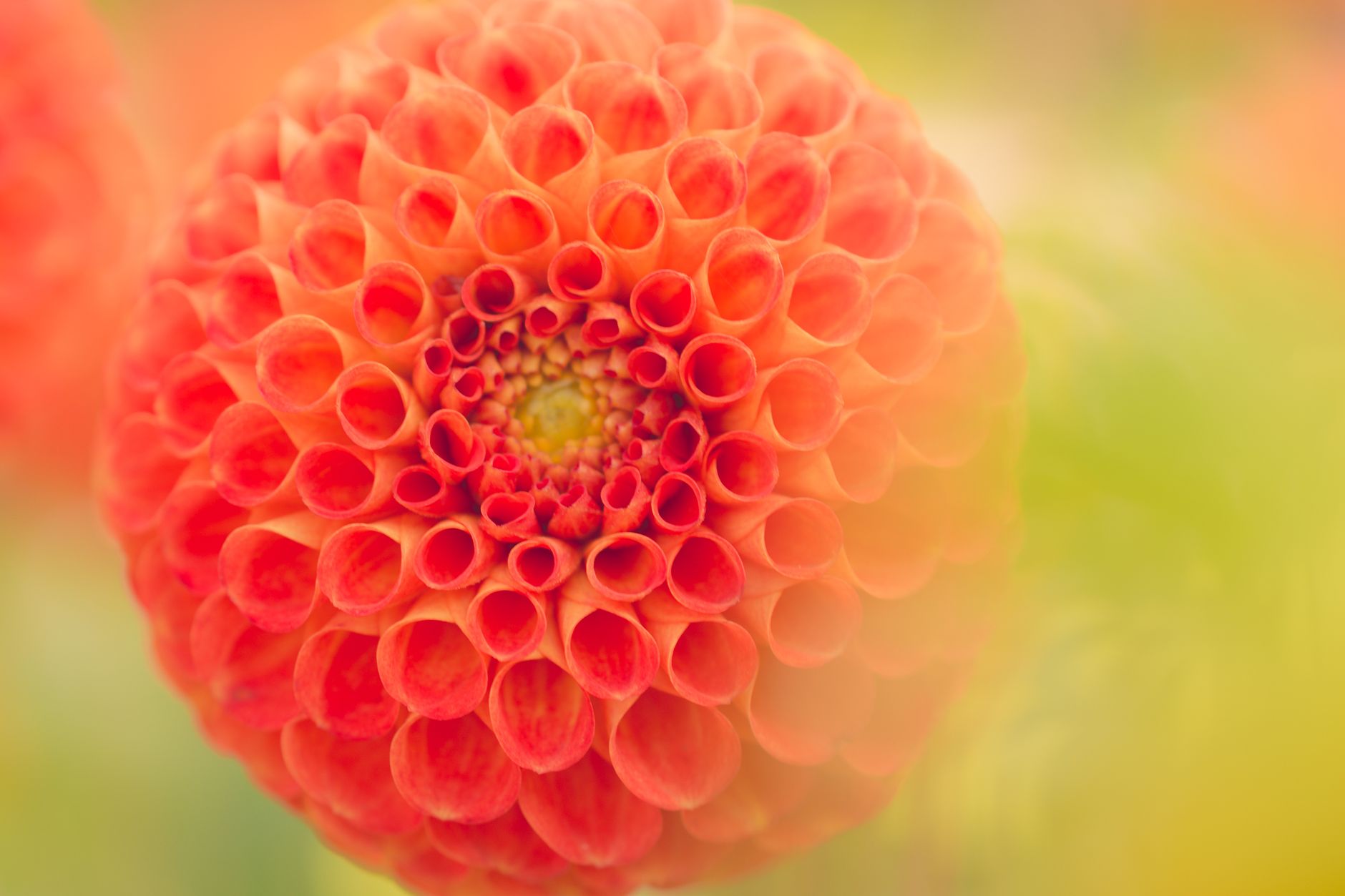 A close-up of a bright orange dahlia with tightly layered, rolled petals against a soft green and yellow blur