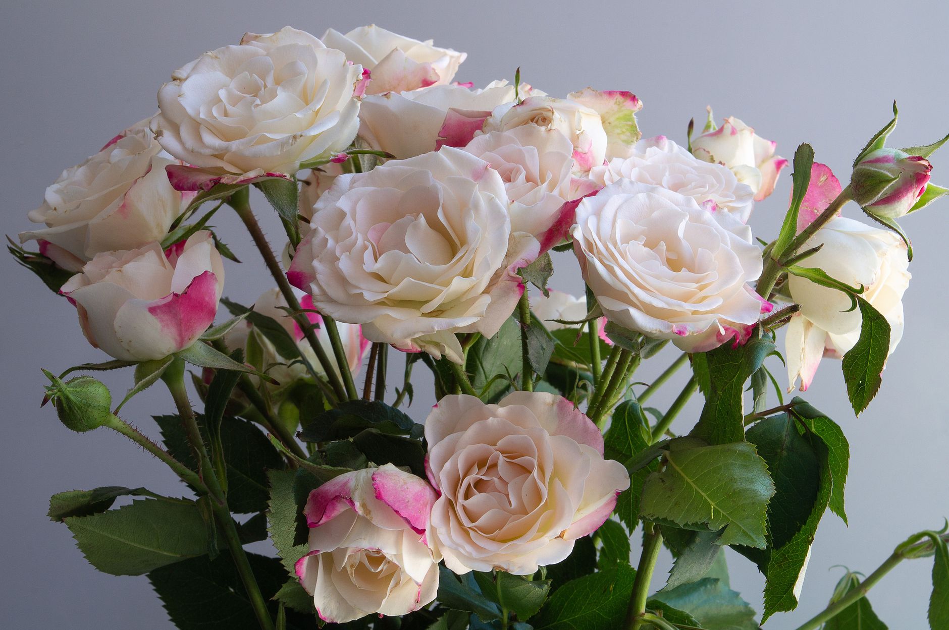 A bouquet of cream and pink spray roses with open blooms and small buds on branching stems against a soft gray background